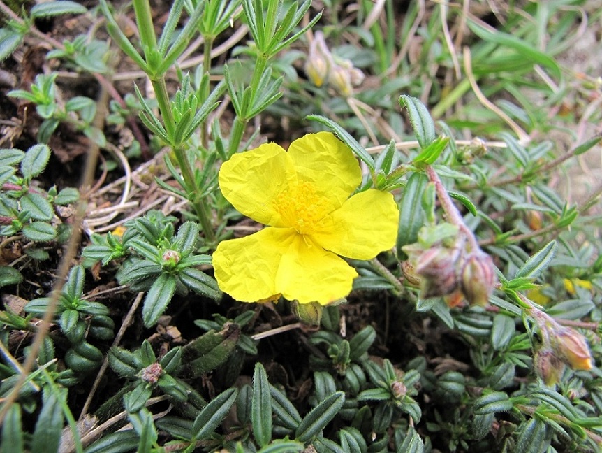 Helianthemum nummularium / Eliantemo maggiore